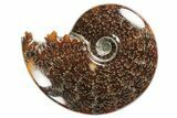 Polished, Agatized Ammonite (Cleoniceras) - Madagascar #94285-1